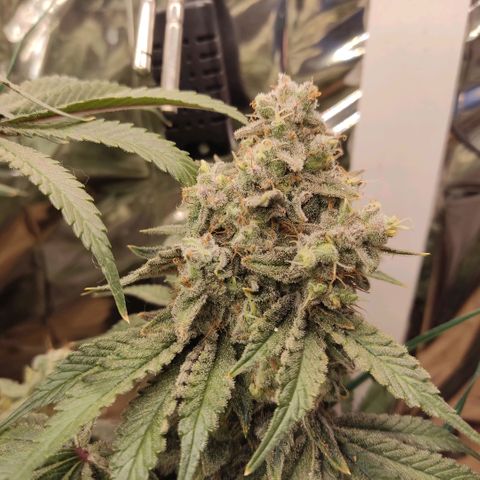 NL growlog timeline photo