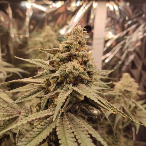 NL growlog timeline photo