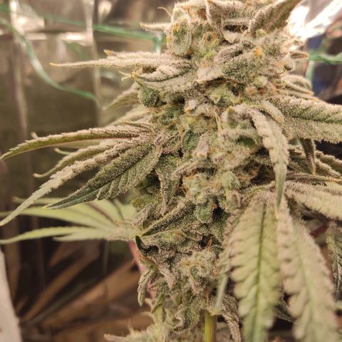 NL growlog timeline photo