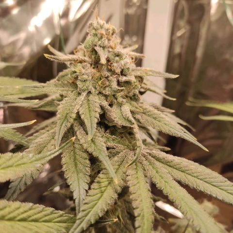 NL growlog timeline photo
