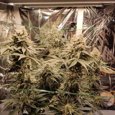 NL growlog timeline photo