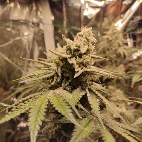 NL growlog timeline photo