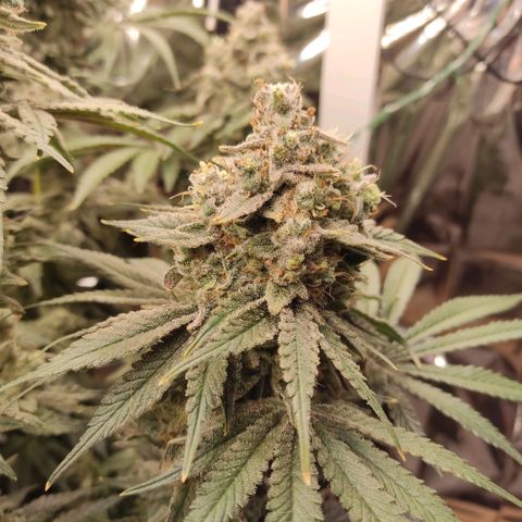 NL growlog timeline photo