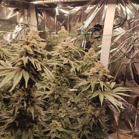 NL growlog timeline photo