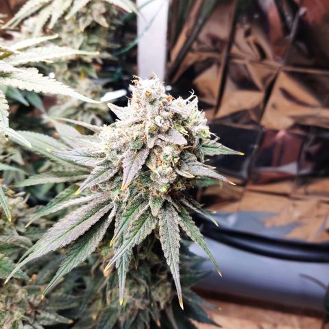 NL growlog timeline photo