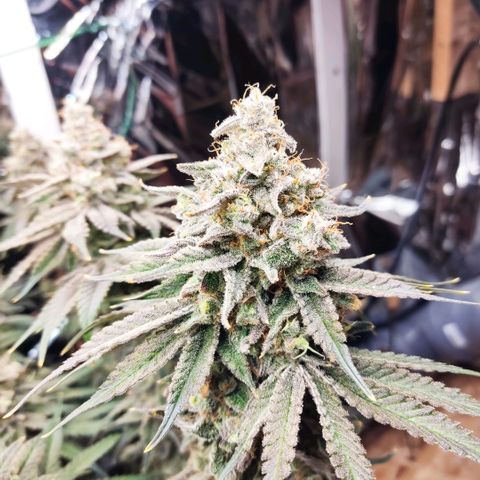 NL growlog timeline photo