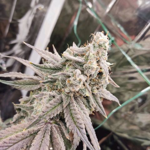 NL growlog timeline photo