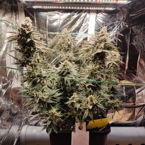 NL growlog timeline photo