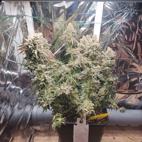 NL growlog timeline photo