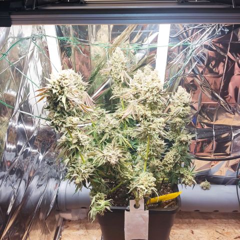 NL growlog timeline photo