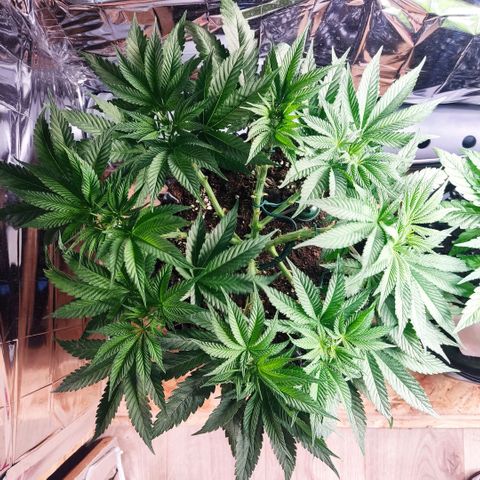 Girl Scout Cookies - Zamnesia growlog timeline photo