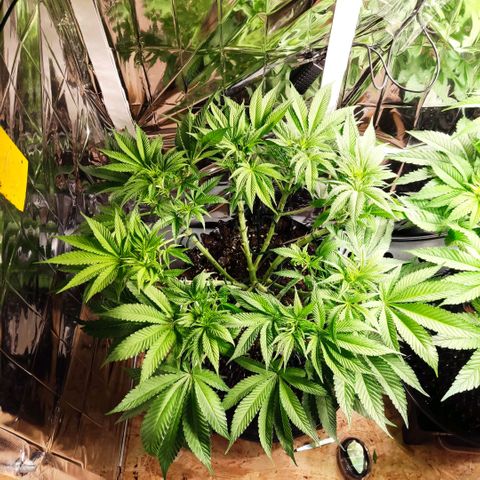 Girl Scout Cookies - Zamnesia growlog timeline photo