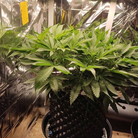 Girl Scout Cookies - Zamnesia growlog timeline photo