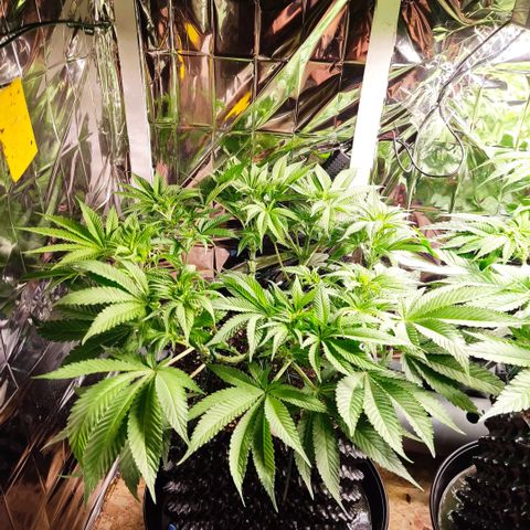 Girl Scout Cookies - Zamnesia growlog timeline photo