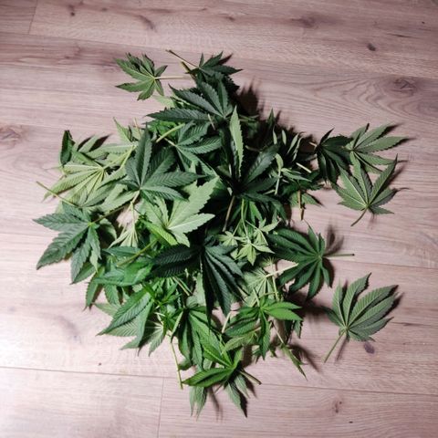 Girl Scout Cookies - Zamnesia growlog timeline photo