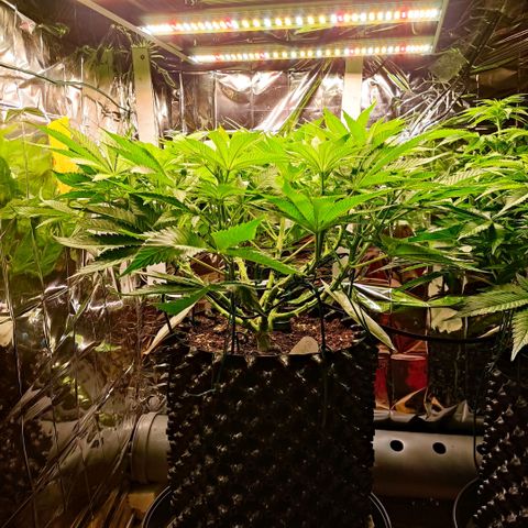Girl Scout Cookies - Zamnesia growlog timeline photo