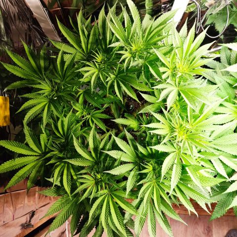 Girl Scout Cookies - Zamnesia growlog timeline photo
