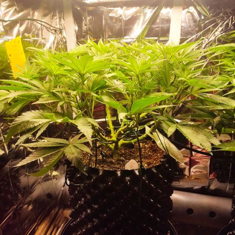 Girl Scout Cookies - Zamnesia growlog timeline photo