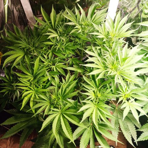 Girl Scout Cookies - Zamnesia growlog timeline photo