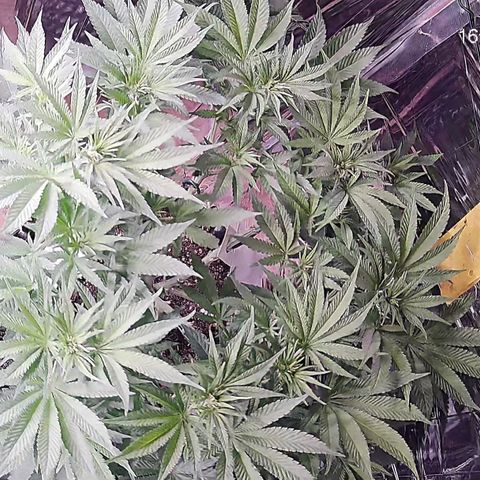 Girl Scout Cookies - Zamnesia growlog timeline photo