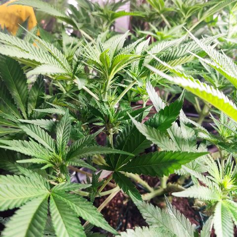 Girl Scout Cookies - Zamnesia growlog timeline photo