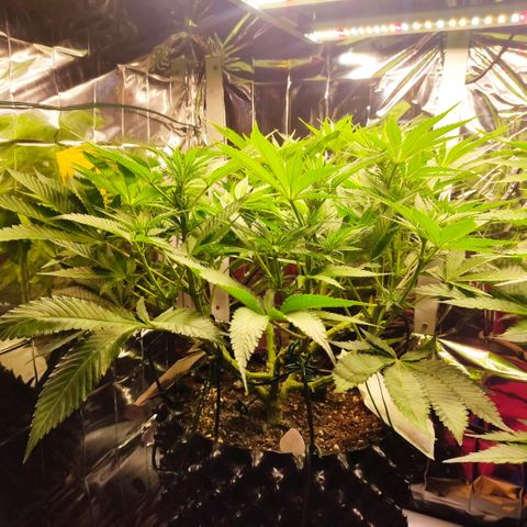 Girl Scout Cookies - Zamnesia growlog timeline photo
