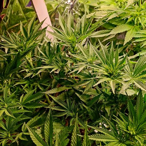 Girl Scout Cookies - Zamnesia growlog timeline photo
