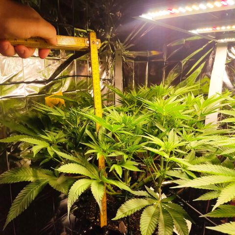 Girl Scout Cookies - Zamnesia growlog timeline photo