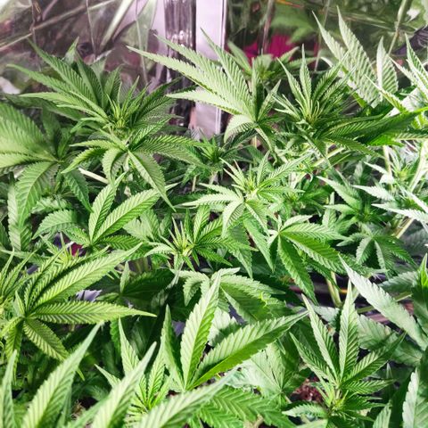 Girl Scout Cookies - Zamnesia growlog timeline photo