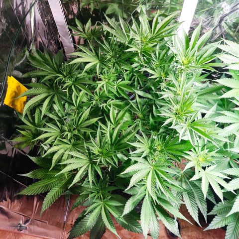 Girl Scout Cookies - Zamnesia growlog timeline photo
