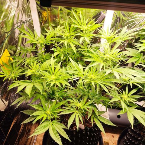 Girl Scout Cookies - Zamnesia growlog timeline photo