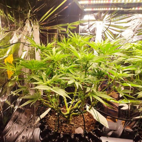 Girl Scout Cookies - Zamnesia growlog timeline photo