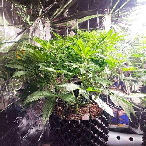 Girl Scout Cookies - Zamnesia growlog timeline photo