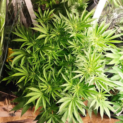 Girl Scout Cookies - Zamnesia growlog timeline photo