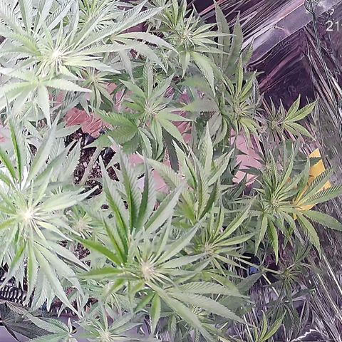 Girl Scout Cookies - Zamnesia growlog timeline photo
