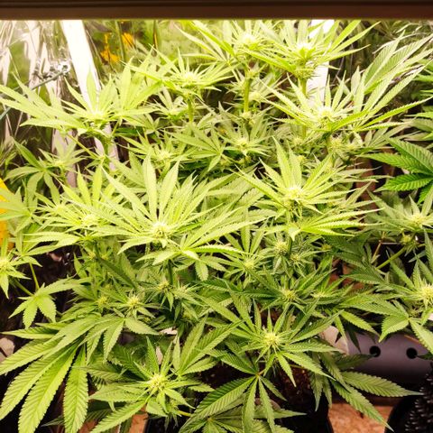Girl Scout Cookies - Zamnesia growlog timeline photo