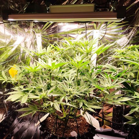 Girl Scout Cookies - Zamnesia growlog timeline photo