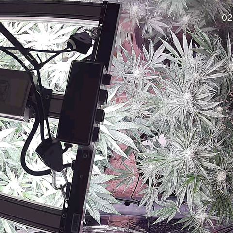 Girl Scout Cookies - Zamnesia growlog timeline photo