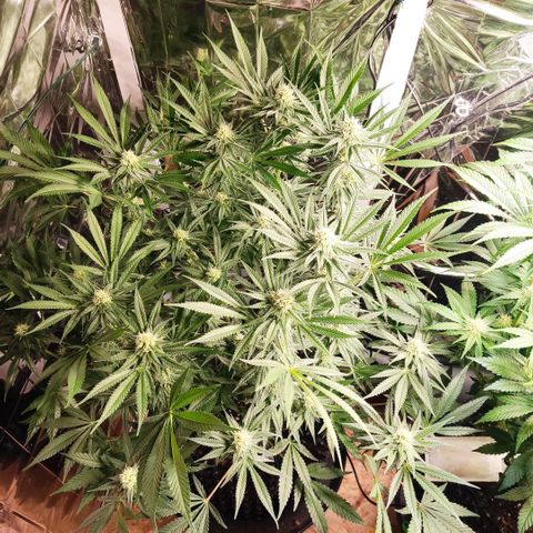 Girl Scout Cookies - Zamnesia growlog timeline photo