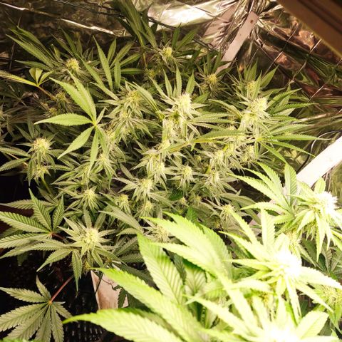 Girl Scout Cookies - Zamnesia growlog timeline photo