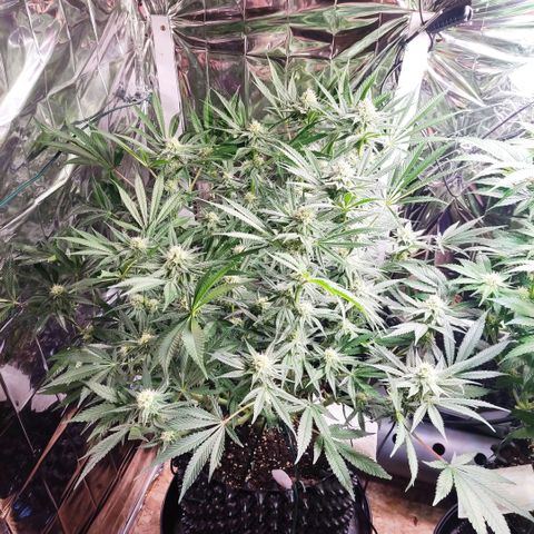Girl Scout Cookies - Zamnesia growlog timeline photo