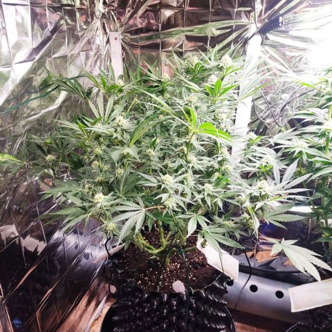 Girl Scout Cookies - Zamnesia growlog timeline photo