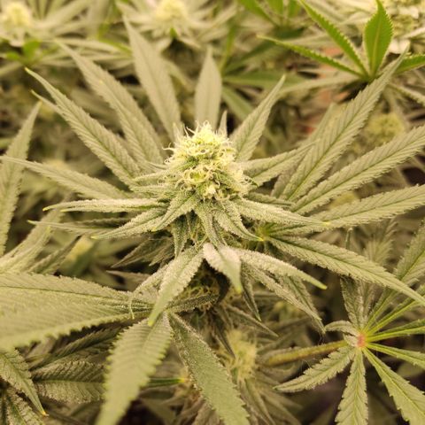 Girl Scout Cookies - Zamnesia growlog timeline photo