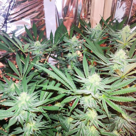 Girl Scout Cookies - Zamnesia growlog timeline photo