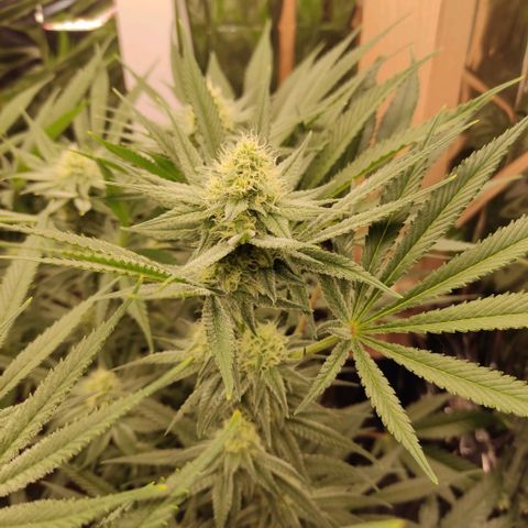 Girl Scout Cookies - Zamnesia growlog timeline photo