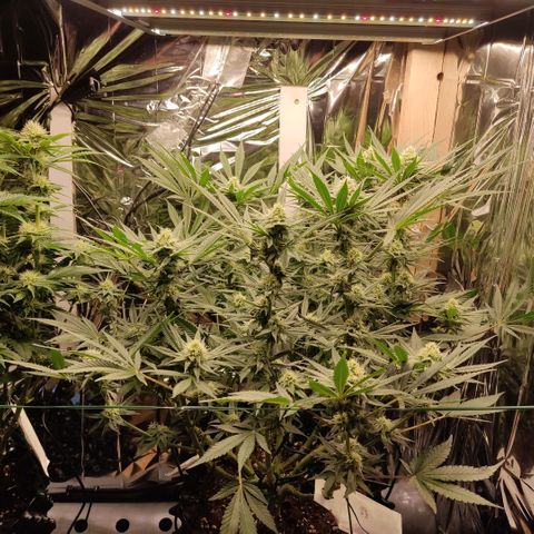 Girl Scout Cookies - Zamnesia growlog timeline photo