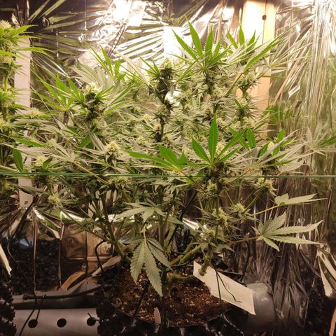 Girl Scout Cookies - Zamnesia growlog timeline photo
