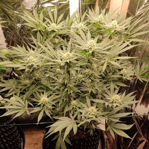 Girl Scout Cookies - Zamnesia growlog timeline photo