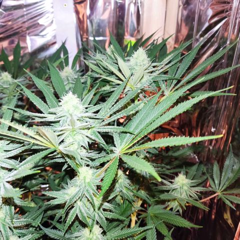 Girl Scout Cookies - Zamnesia growlog timeline photo