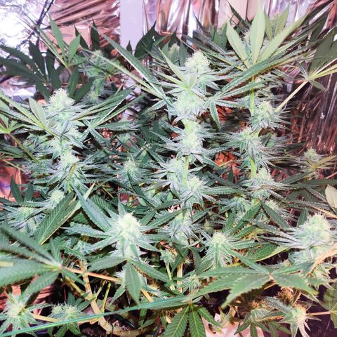 Girl Scout Cookies - Zamnesia growlog timeline photo